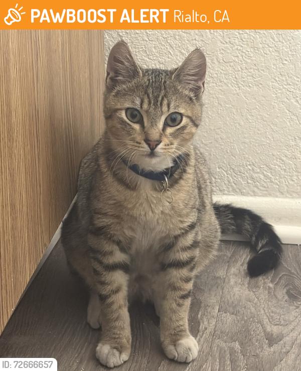 Found/Stray Male Cat last seen Quailpointe apmts , Rialto, CA 92376