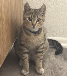 Found/Stray Male Cat last seen Quailpointe apmts , Rialto, CA 92376