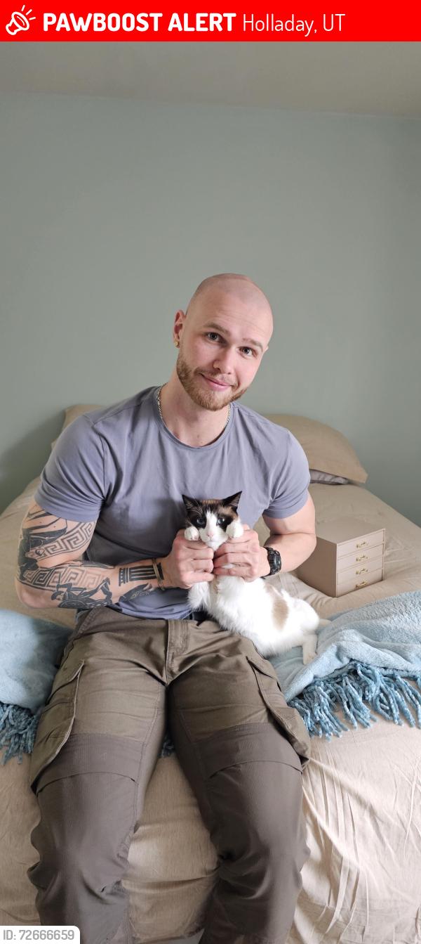 Lost Male Cat last seen Near S 1710 e holladay ut, Holladay, UT 84117