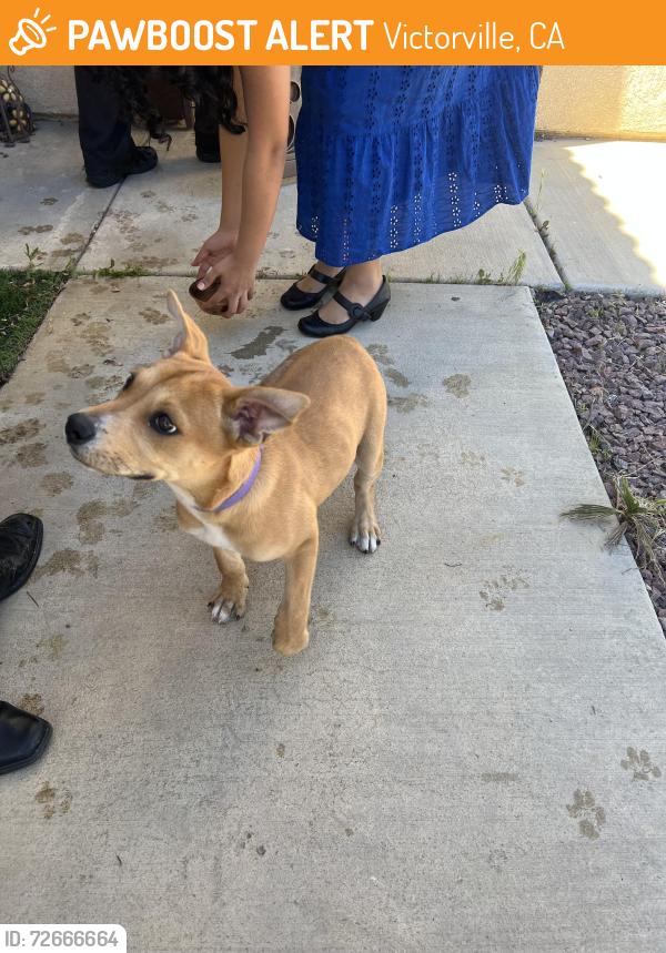 Found/Stray Female Dog last seen Kitfox Ln, Victorville, CA 92394