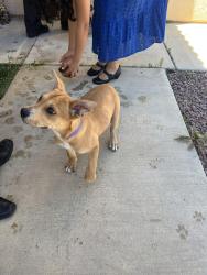 Found/Stray Female Dog last seen Kitfox Ln, Victorville, CA 92394