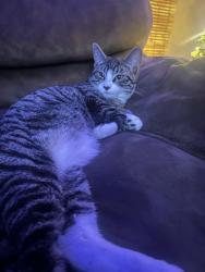 Lost Male Cat last seen 22nd St, Bellingham, WA 98225