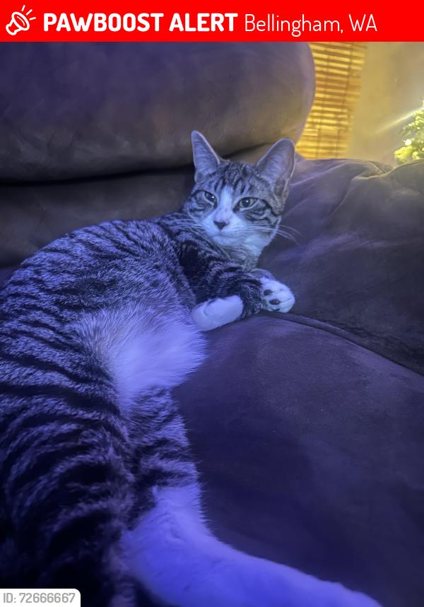 Lost Male Cat last seen 22nd St, Bellingham, WA 98225
