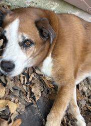 Found/Stray Male Dog last seen Cedarbend Dr, by Potranco and Ellison, San Antonio, TX 78245