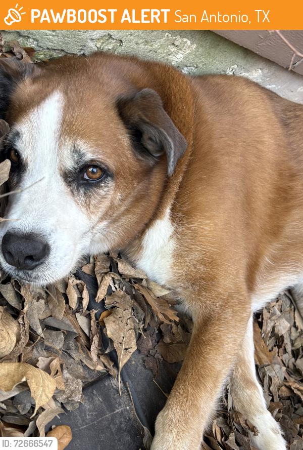 Found/Stray Male Dog last seen Cedarbend Dr, by Potranco and Ellison, San Antonio, TX 78245