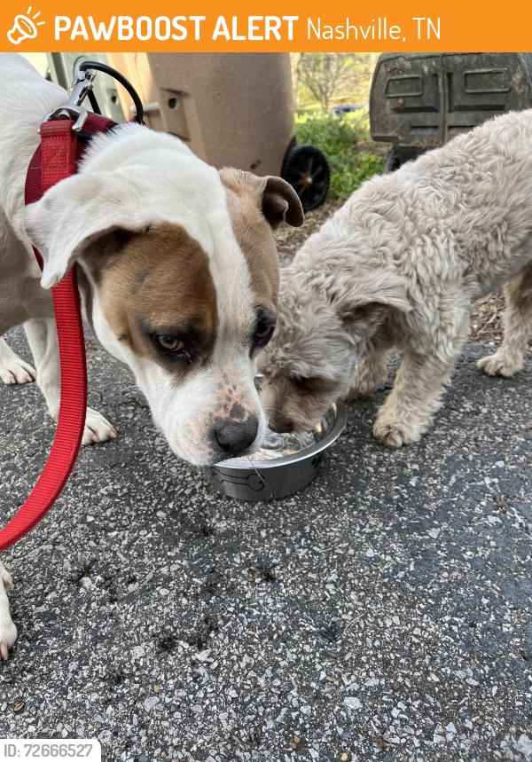 Found/Stray Unknown Dog last seen Near Watsonwood Dr , Nashville, TN 37211