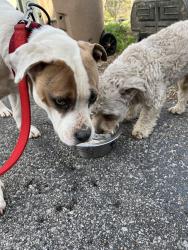 Found/Stray Unknown Dog last seen Near Watsonwood Dr , Nashville, TN 37211