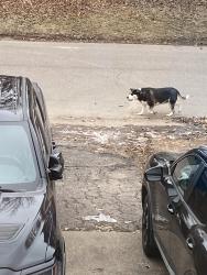 Found/Stray Unknown Dog last seen 16th avenue and mcknight, North Saint Paul, MN 55109