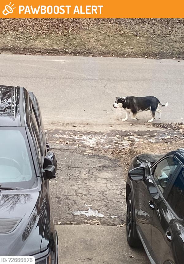 Found/Stray Unknown Dog last seen 16th avenue and mcknight, North Saint Paul, MN 55109