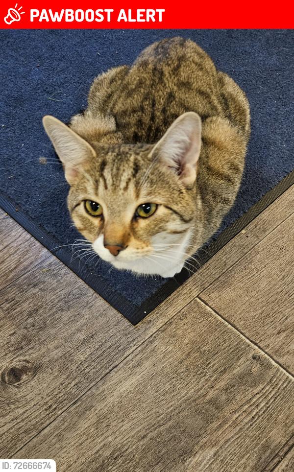 Lost Male Cat last seen Barrhead road, Paisley, Renfrewshire, Scotland PA2