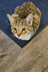 Lost Male Cat last seen Barrhead road, Paisley, Renfrewshire, Scotland PA2