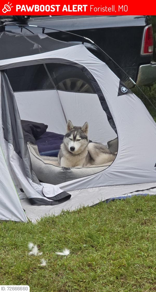 Lost Male Dog last seen N.Stringtown Rd Foristell MO , Foristell, MO 63348
