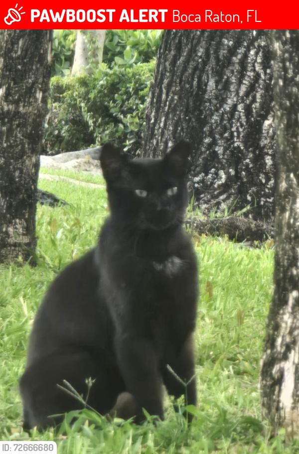 Lost Male Cat last seen Thornhill Court in Boca Del Mar, Boca Raton, FL 33433
