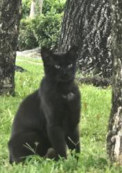 Lost Male Cat last seen Thornhill Court in Boca Del Mar, Boca Raton, FL 33433
