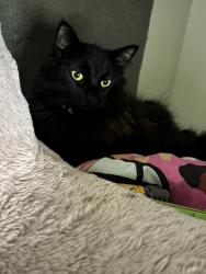 Lost Male Cat last seen Im not sure, Sacramento, CA 95835
