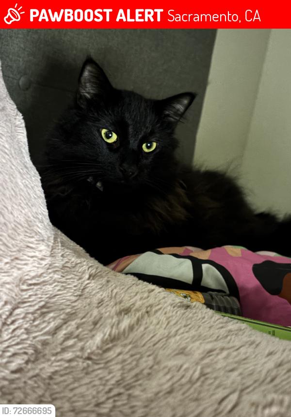 Lost Male Cat last seen Im not sure, Sacramento, CA 95835