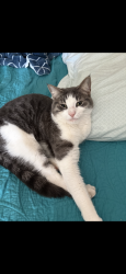 Lost Male Cat last seen Prince and Royal Rd , Saint Augustine South, FL 32086