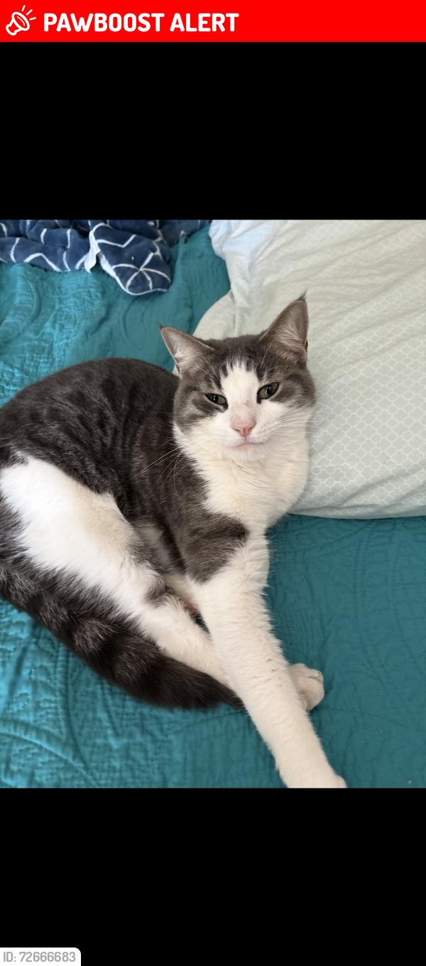 Lost Male Cat last seen Prince and Royal Rd , Saint Augustine South, FL 32086
