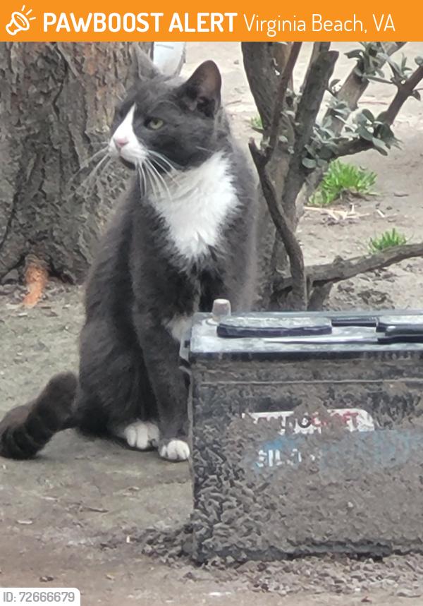 Found/Stray Unknown Cat last seen  In neighborhood behind Walgreens On Hampshire and Wesleyan Virginia beach, Virginia Beach, VA 23462