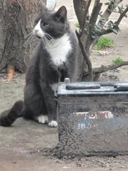 Found/Stray Unknown Cat last seen  In neighborhood behind Walgreens On Hampshire and Wesleyan Virginia beach, Virginia Beach, VA 23462