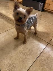 Lost Female Dog last seen Potranco and 1604 behind costco, San Antonio, TX 78253