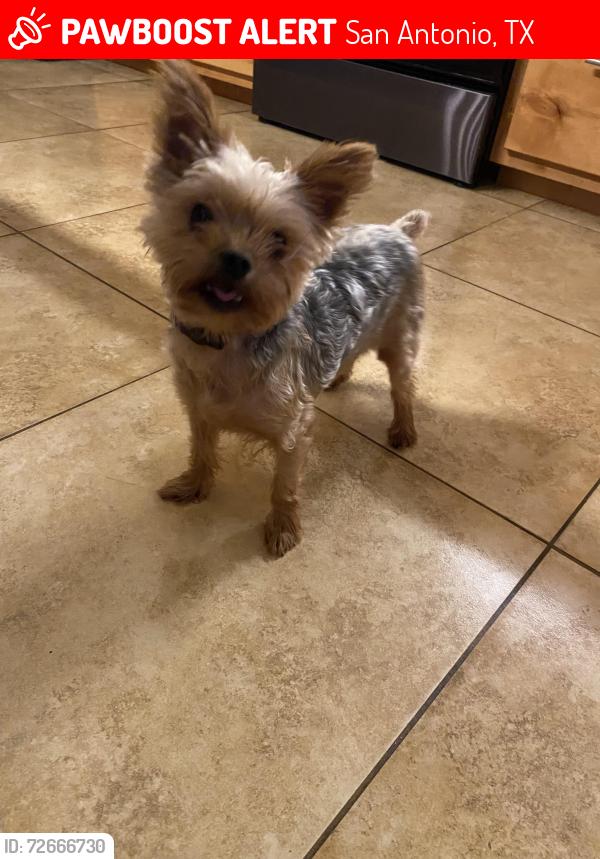 Lost Female Dog last seen Potranco and 1604 behind costco, San Antonio, TX 78253