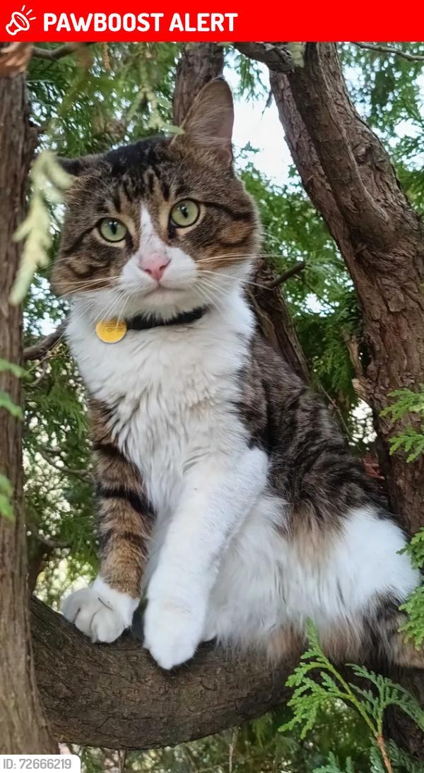 Lost Male Cat last seen Alston and Sedgefield, Pointe-Claire, QC H9R 2Y3