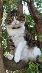 Lost Male Cat last seen Alston and Sedgefield, Pointe-Claire, QC H9R 2Y3