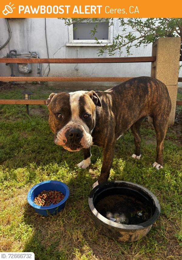 Found/Stray Female Dog last seen Near Dollar General , Ceres, CA 95307