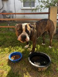 Found/Stray Female Dog last seen Near Dollar General , Ceres, CA 95307