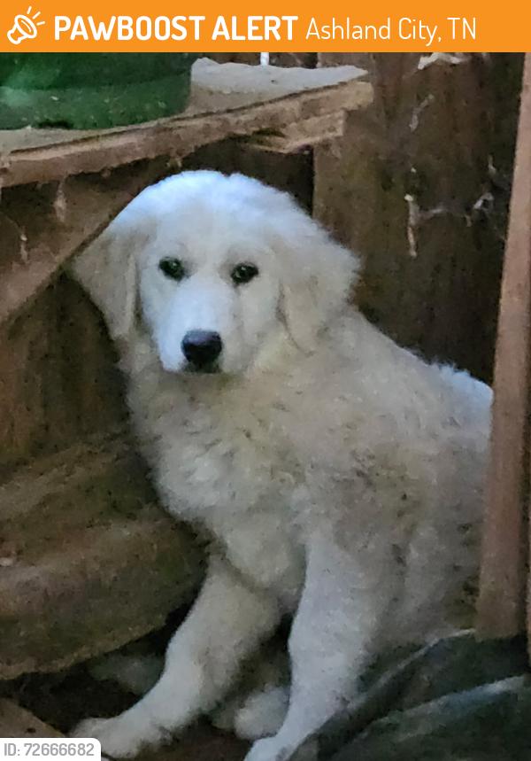 Found/Stray Unknown Dog last seen Old hickory Blvd , Ashland City, TN 37015
