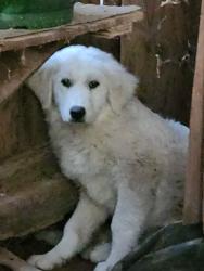 Found/Stray Unknown Dog last seen Old hickory Blvd , Ashland City, TN 37015