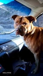 Lost Male Dog last seen South ammons and Wadsworth Blvd , Lakewood, CO 80226
