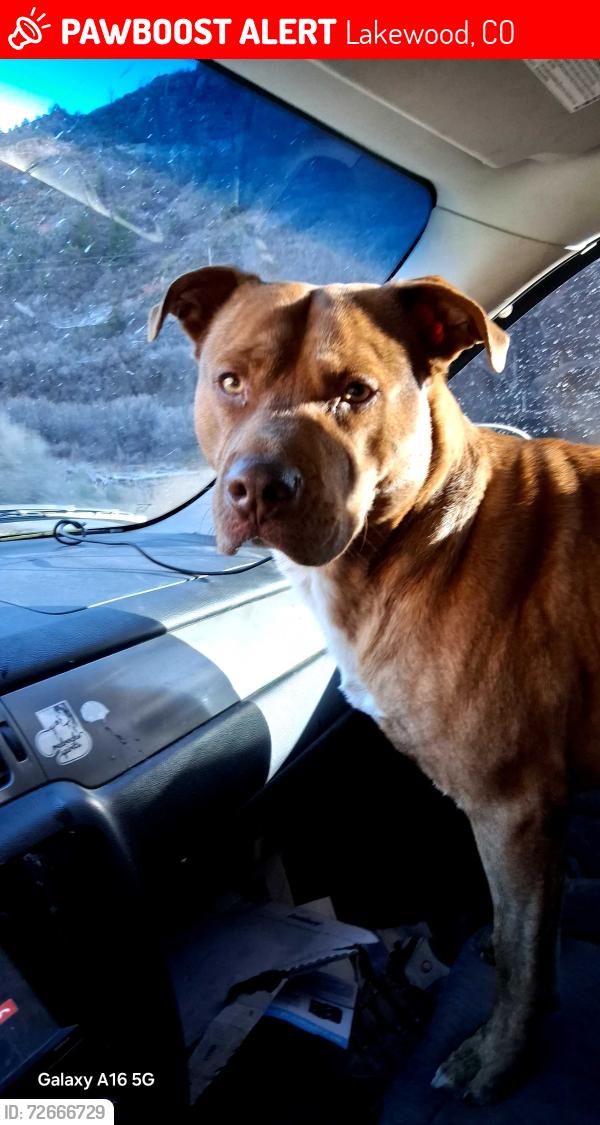 Lost Male Dog last seen South ammons and Wadsworth Blvd , Lakewood, CO 80226