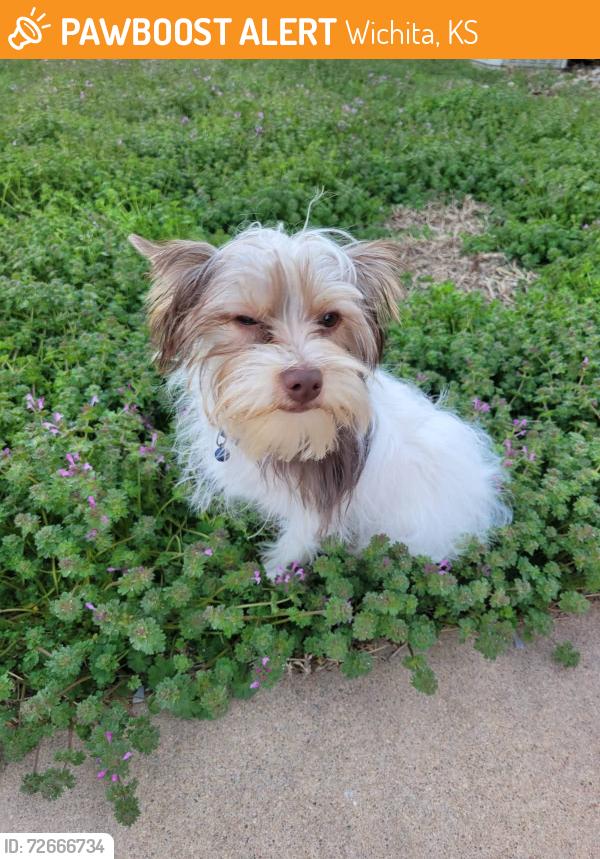 Found/Stray Male Dog last seen Near and Central , Wichita, KS 67202