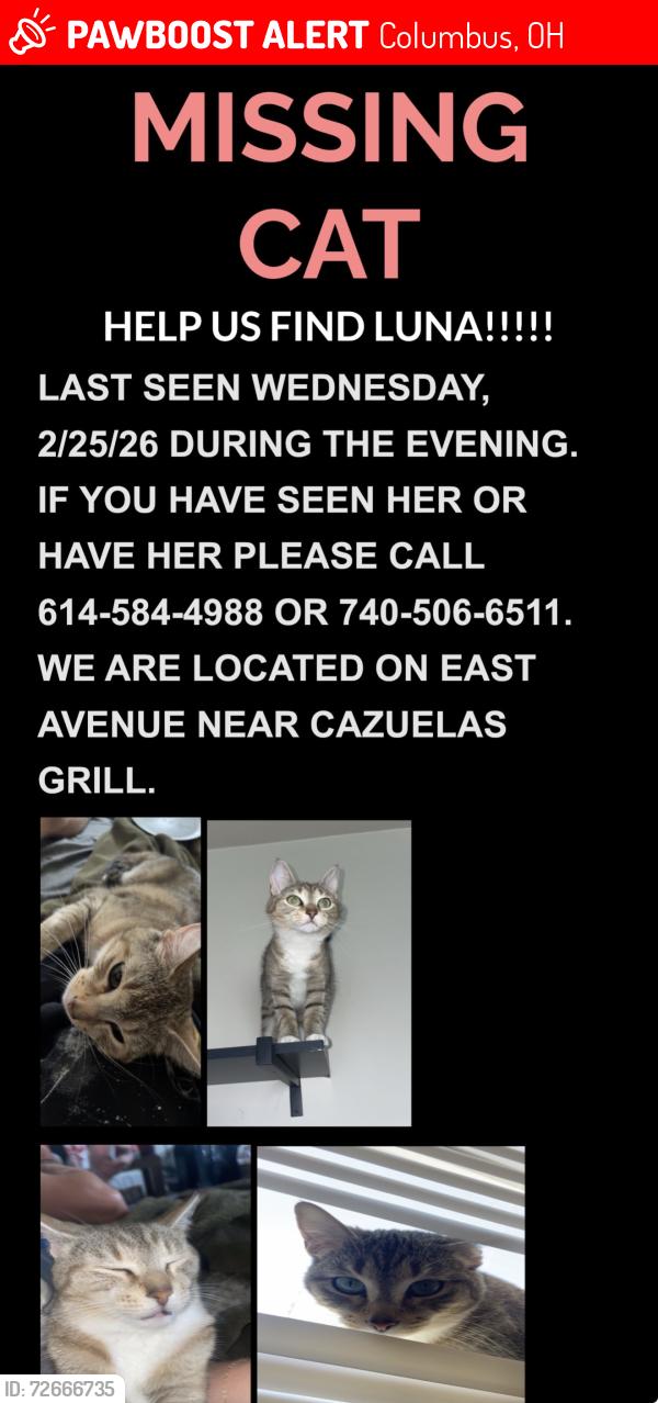 Lost Female Cat last seen Columbus north campus, Columbus, OH 43202
