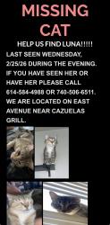 Lost Female Cat last seen Columbus north campus, Columbus, OH 43202