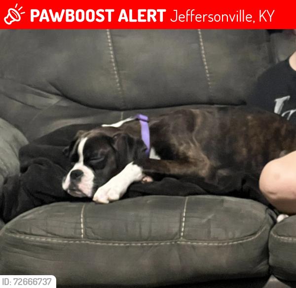 Lost Female Dog last seen dollar general , Jeffersonville, KY 40337