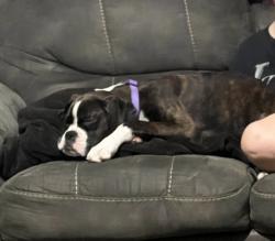 Lost Female Dog last seen dollar general , Jeffersonville, KY 40337