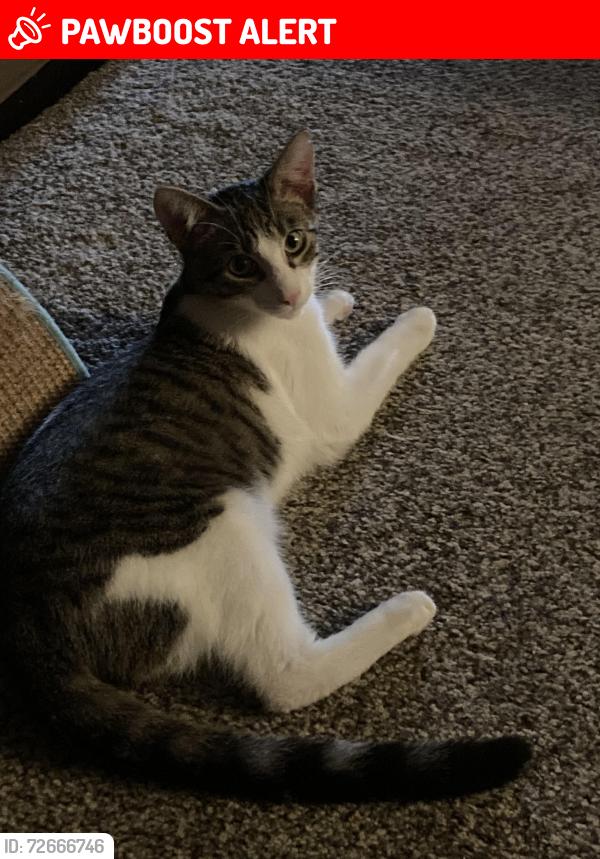 Lost Male Cat last seen Clay pike/ Guffey Road, Westmoreland County, PA 15678