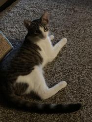 Lost Male Cat last seen Clay pike/ Guffey Road, Westmoreland County, PA 15678