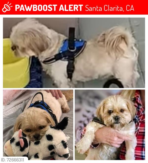 Lost Male Dog last seen Sierra Highway, Santa Clarita, CA 91351