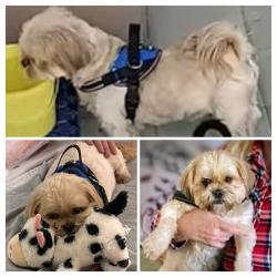 Lost Male Dog last seen Sierra Highway, Santa Clarita, CA 91351