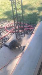 Found/Stray Unknown Cat last seen Jefferson and Columbia Ave , Spokane, WA 99205
