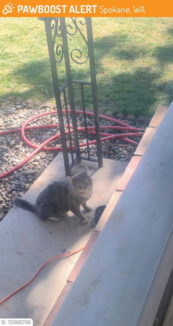 Found/Stray Unknown Cat last seen Jefferson and Columbia Ave , Spokane, WA 99205