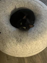 Lost Male Cat last seen 7th st Peoria , Phoenix, AZ 85020