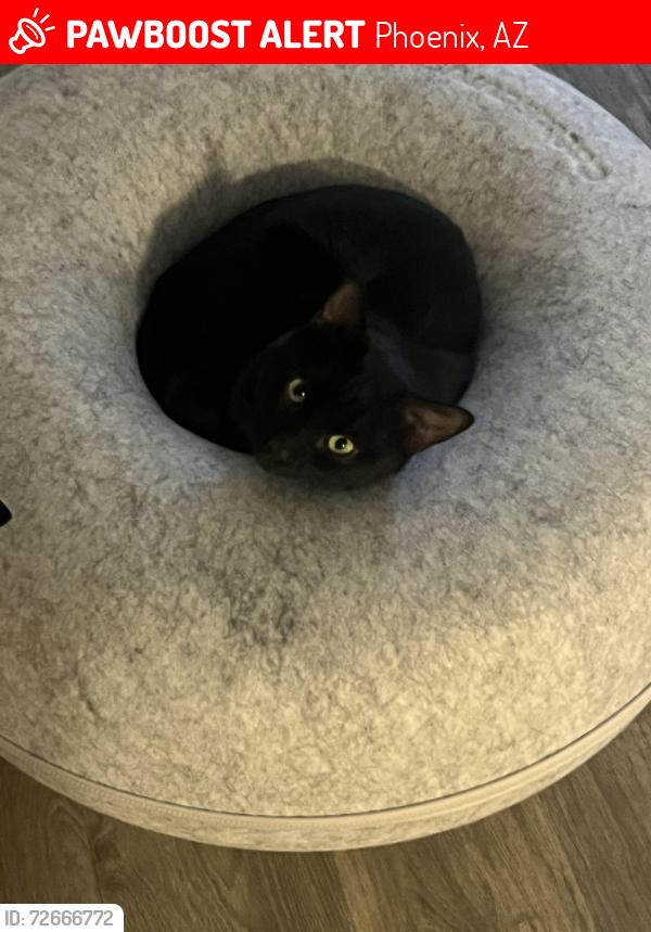 Lost Male Cat last seen 7th st Peoria , Phoenix, AZ 85020