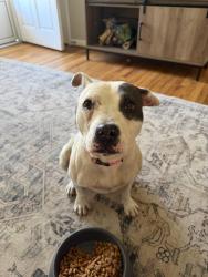 Found/Stray Female Dog last seen Southgate Rd./ Neighborhood, Fayetteville, NC 28314