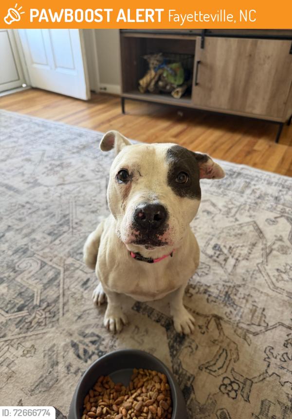 Found/Stray Female Dog last seen Southgate Rd./ Neighborhood, Fayetteville, NC 28314