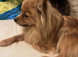 Lost Female Dog last seen tierra verde park, Arcadia, CA 91006